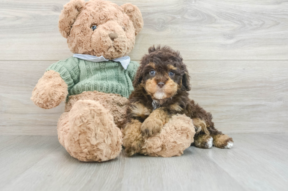 7 week old Poodle Puppy For Sale - Pilesgrove Pups