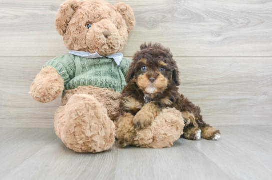 Hypoallergenic Poodle Baby