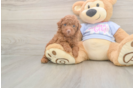 Best Poodle Baby