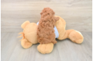 Playful Poodle Baby