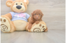 Poodle Pup Being Cute