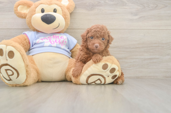 Poodle Pup Being Cute