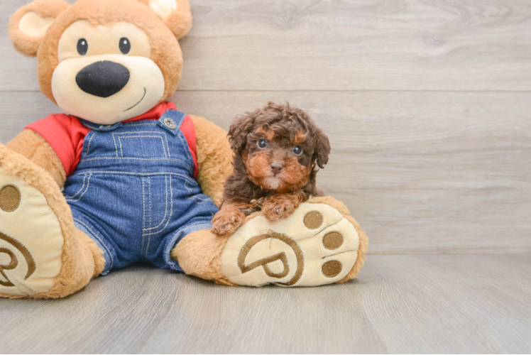 Happy Toy Poodle Purebred Puppy