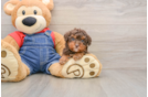 Happy Toy Poodle Purebred Puppy