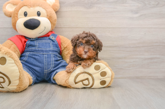 Happy Toy Poodle Purebred Puppy