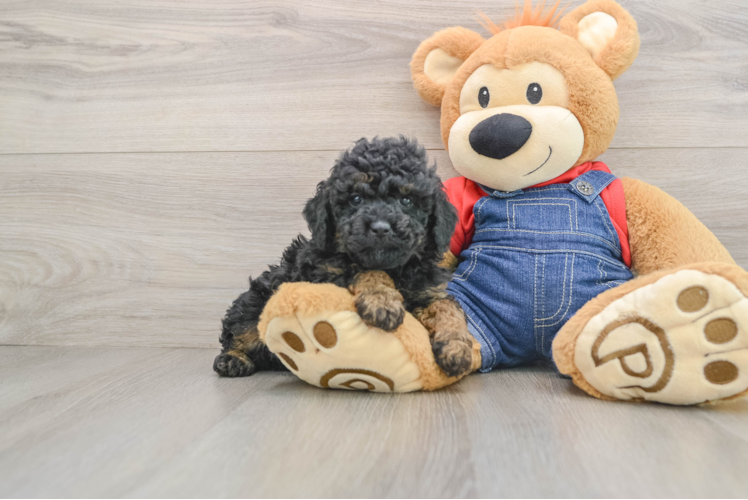 Poodle Pup Being Cute