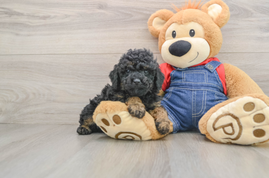 Poodle Pup Being Cute