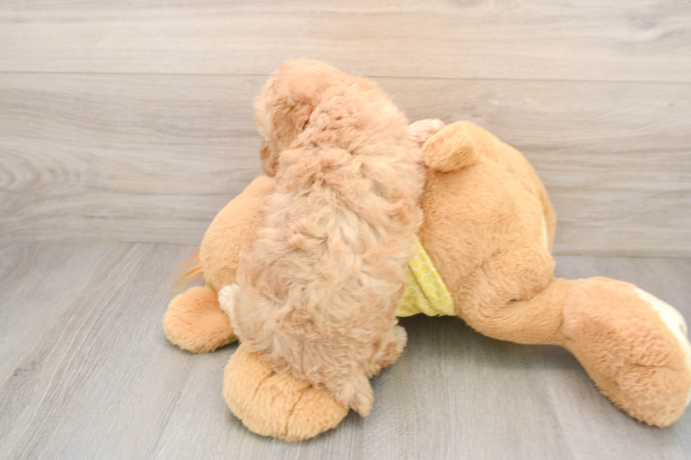 Adorable Pudel Purebred Puppy