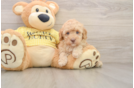 Best Poodle Baby