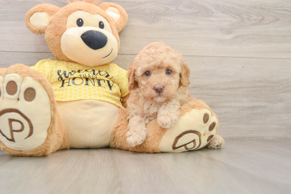 Best Poodle Baby