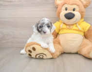 7 week old Poodle Puppy For Sale - Pilesgrove Pups