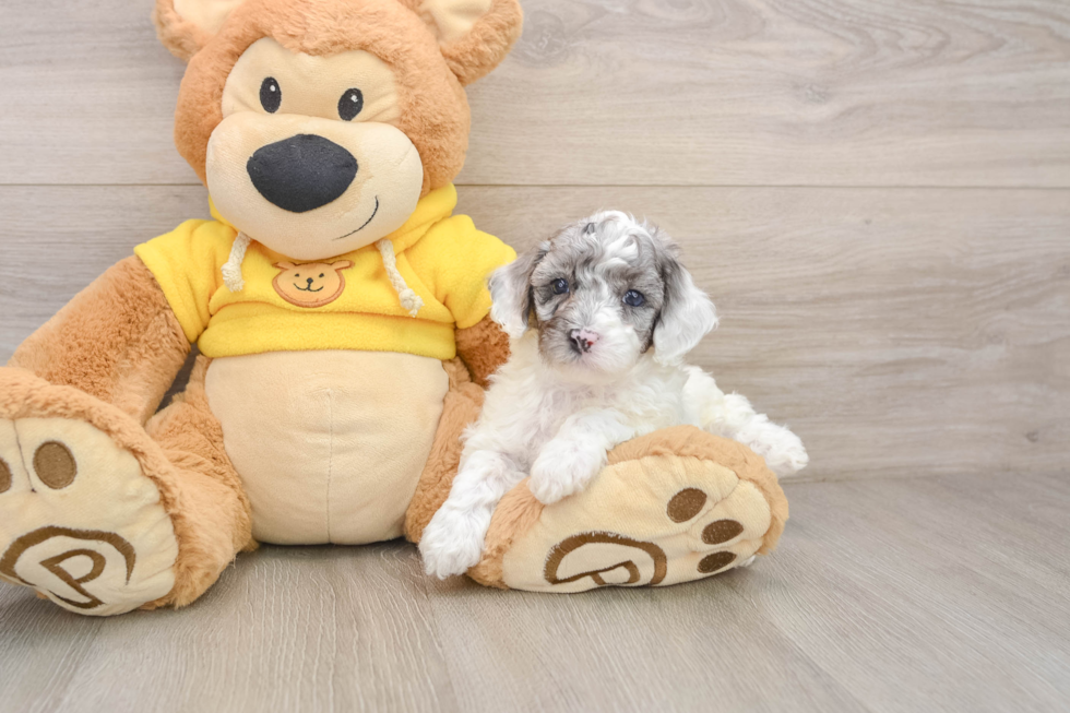 Best Poodle Baby