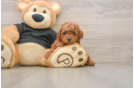 Sweet Caniche Purebred Puppy