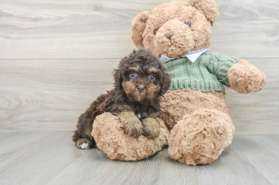 7 week old Poodle Puppy For Sale - Pilesgrove Pups