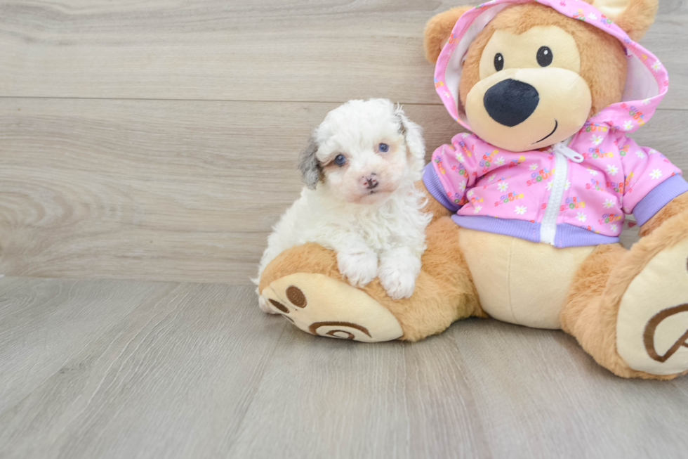 Smart Pooodle Purebred Puppy