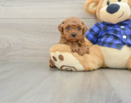 6 week old Poodle Puppy For Sale - Pilesgrove Pups