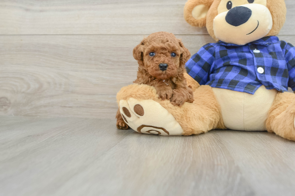 6 week old Poodle Puppy For Sale - Pilesgrove Pups