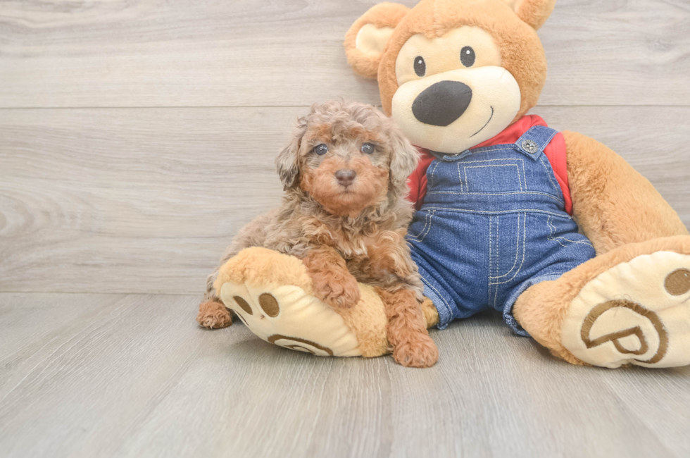 6 week old Poodle Puppy For Sale - Pilesgrove Pups