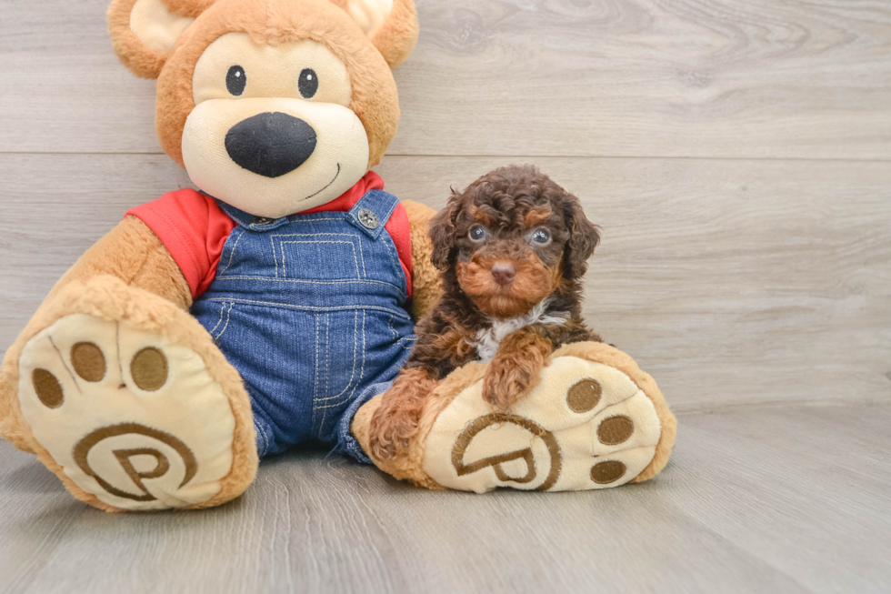 Adorable Pudel Purebred Puppy