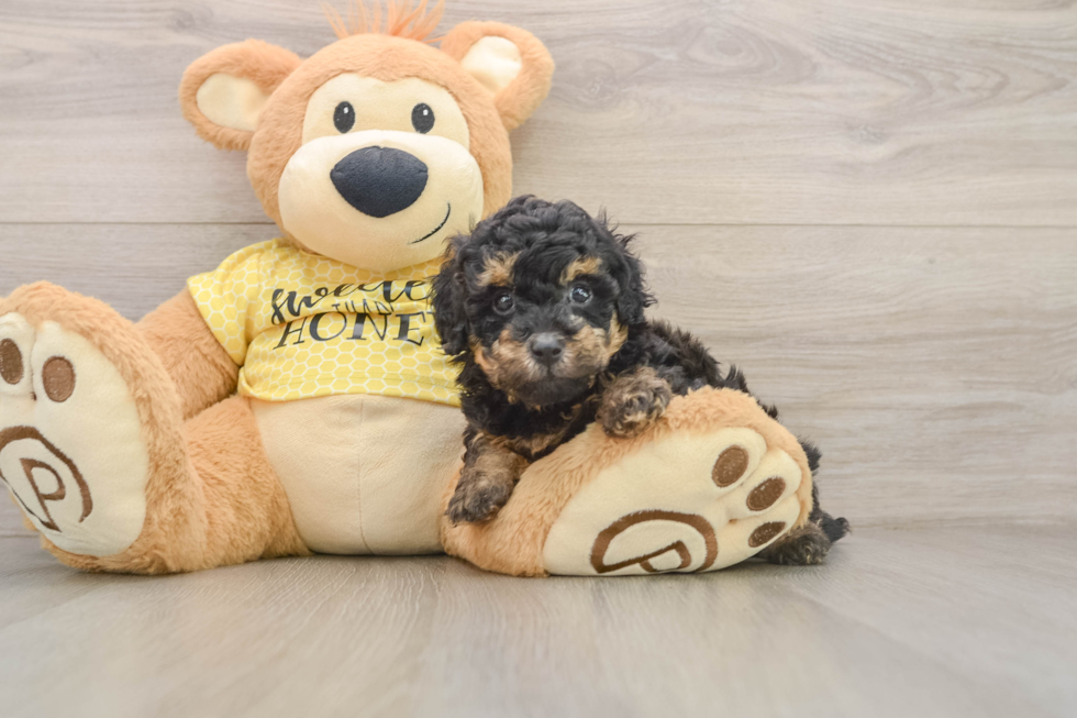 Playful Poodle Purebred Pup