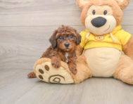 7 week old Poodle Puppy For Sale - Pilesgrove Pups