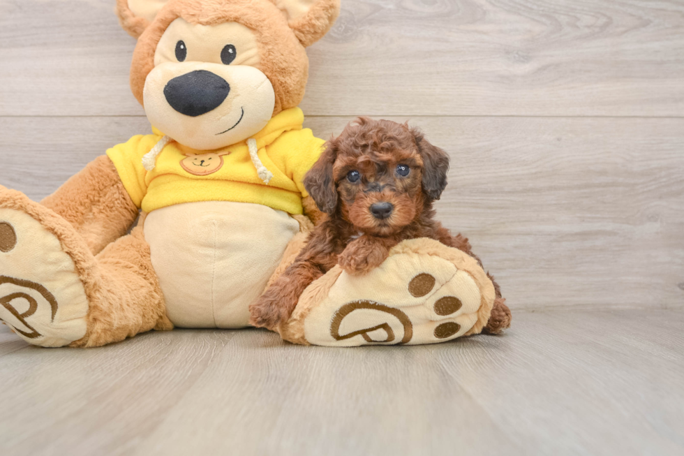 Poodle Puppy for Adoption