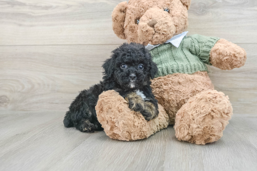 7 week old Poodle Puppy For Sale - Pilesgrove Pups