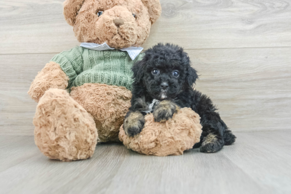 Poodle Pup Being Cute