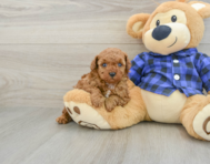 6 week old Poodle Puppy For Sale - Pilesgrove Pups