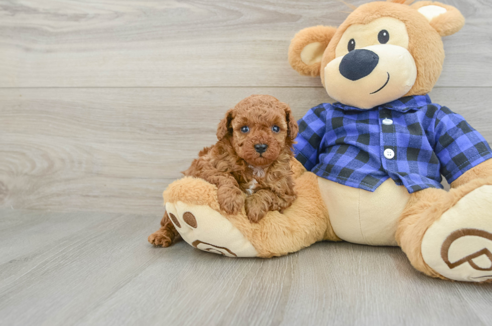 6 week old Poodle Puppy For Sale - Pilesgrove Pups
