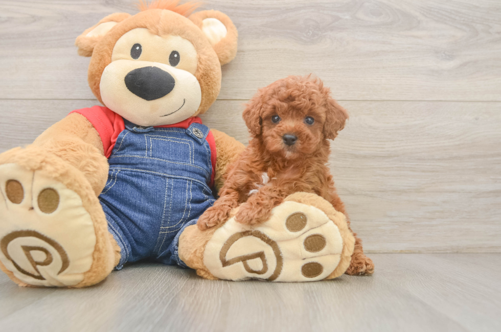 6 week old Poodle Puppy For Sale - Pilesgrove Pups