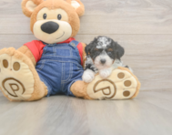 9 week old Poodle Puppy For Sale - Pilesgrove Pups