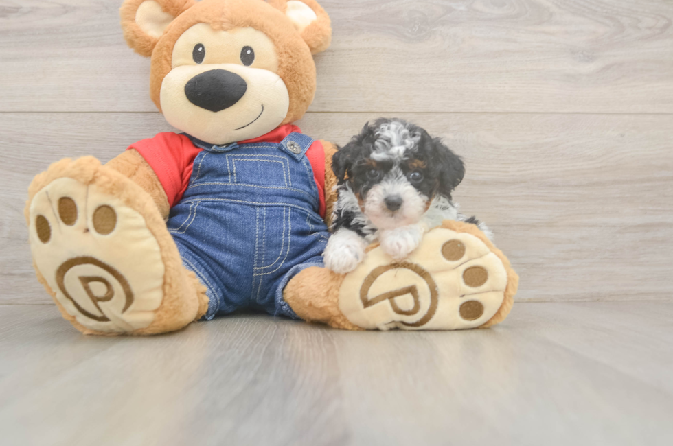 6 week old Poodle Puppy For Sale - Pilesgrove Pups