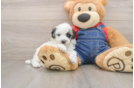 Little Poodle Purebred Pup