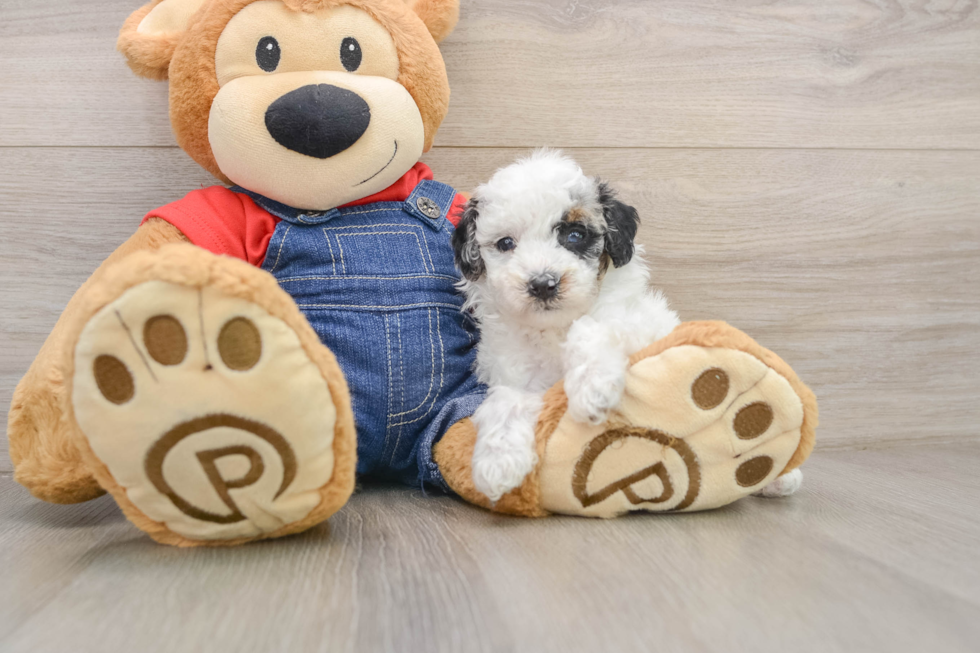 Akc Registered Poodle Purebred Pup