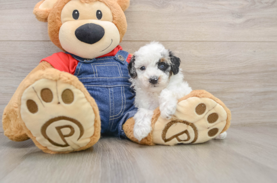 Akc Registered Poodle Purebred Pup
