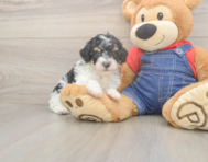 9 week old Poodle Puppy For Sale - Pilesgrove Pups