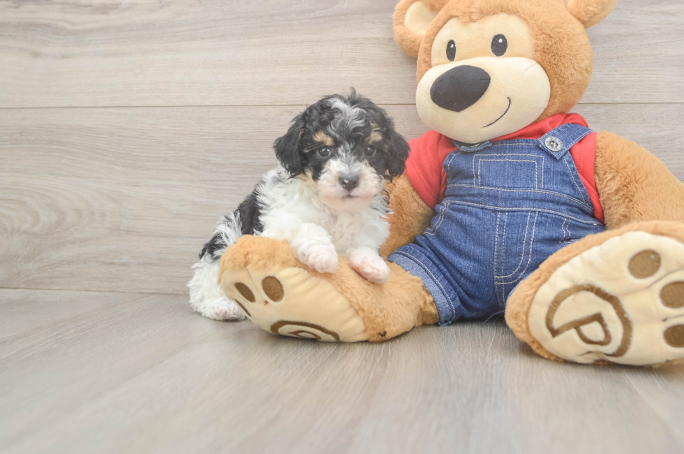 6 week old Poodle Puppy For Sale - Pilesgrove Pups