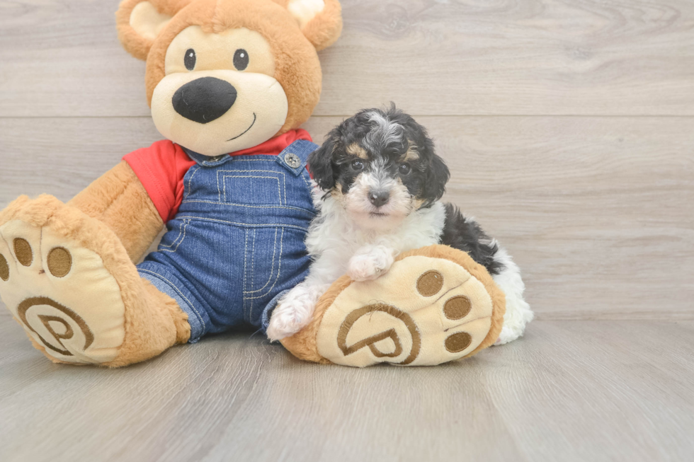 Sweet Caniche Purebred Puppy