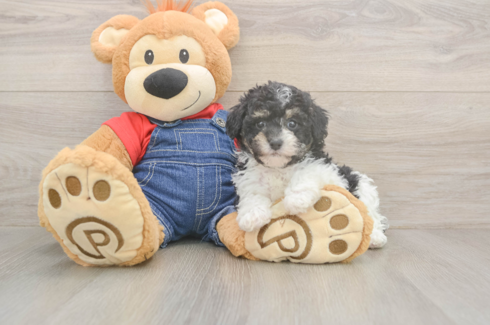 6 week old Poodle Puppy For Sale - Pilesgrove Pups