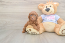Akc Registered Poodle Purebred Pup