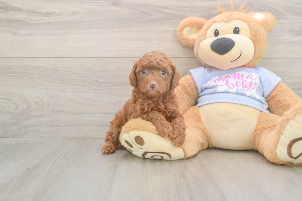 Akc Registered Poodle Purebred Pup