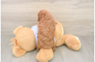 Sweet Toy Poodle Purebred Puppy