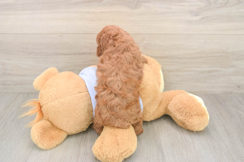 Sweet Toy Poodle Purebred Puppy