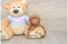 Adorable Toy Poodle Purebred Puppy