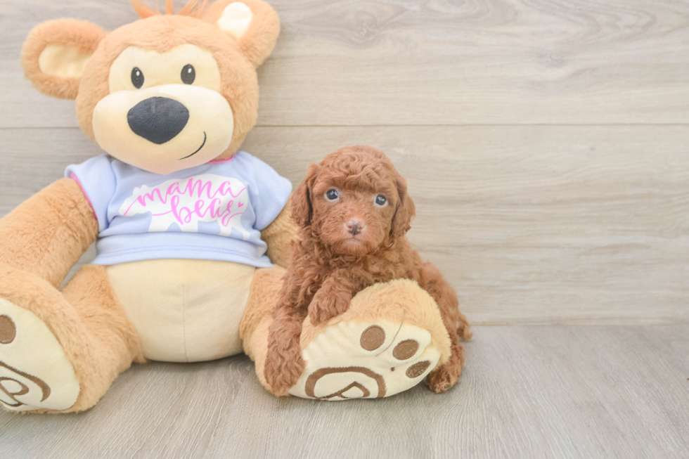 Adorable Toy Poodle Purebred Puppy