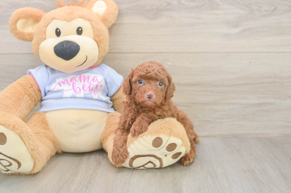5 week old Poodle Puppy For Sale - Pilesgrove Pups