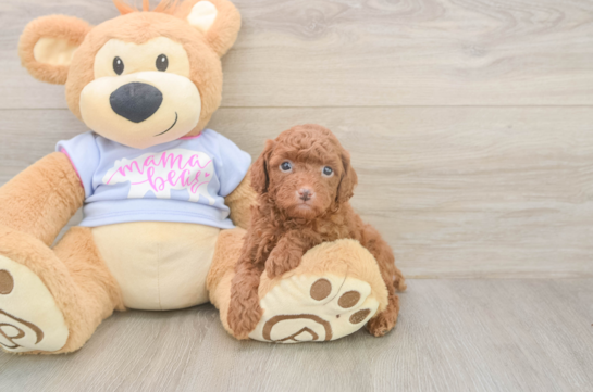 Adorable Toy Poodle Purebred Puppy