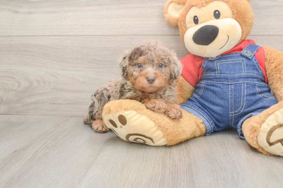 6 week old Poodle Puppy For Sale - Pilesgrove Pups