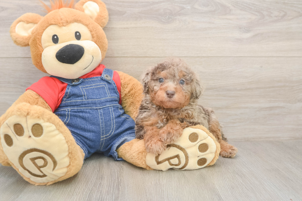 Playful Poodle Purebred Pup